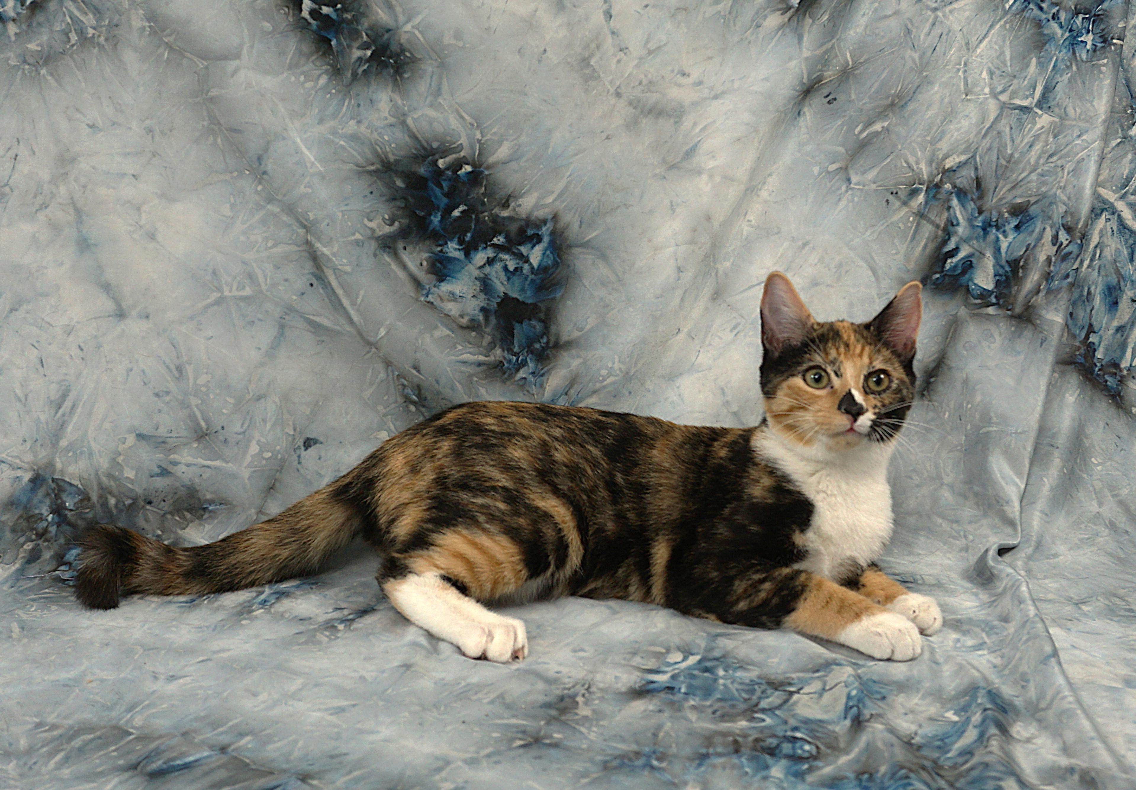Enlarge ALYSSA - WAITING FOR YOU, a ADOPTABLE Domestic Short Hair in Plano, TX image 1/6