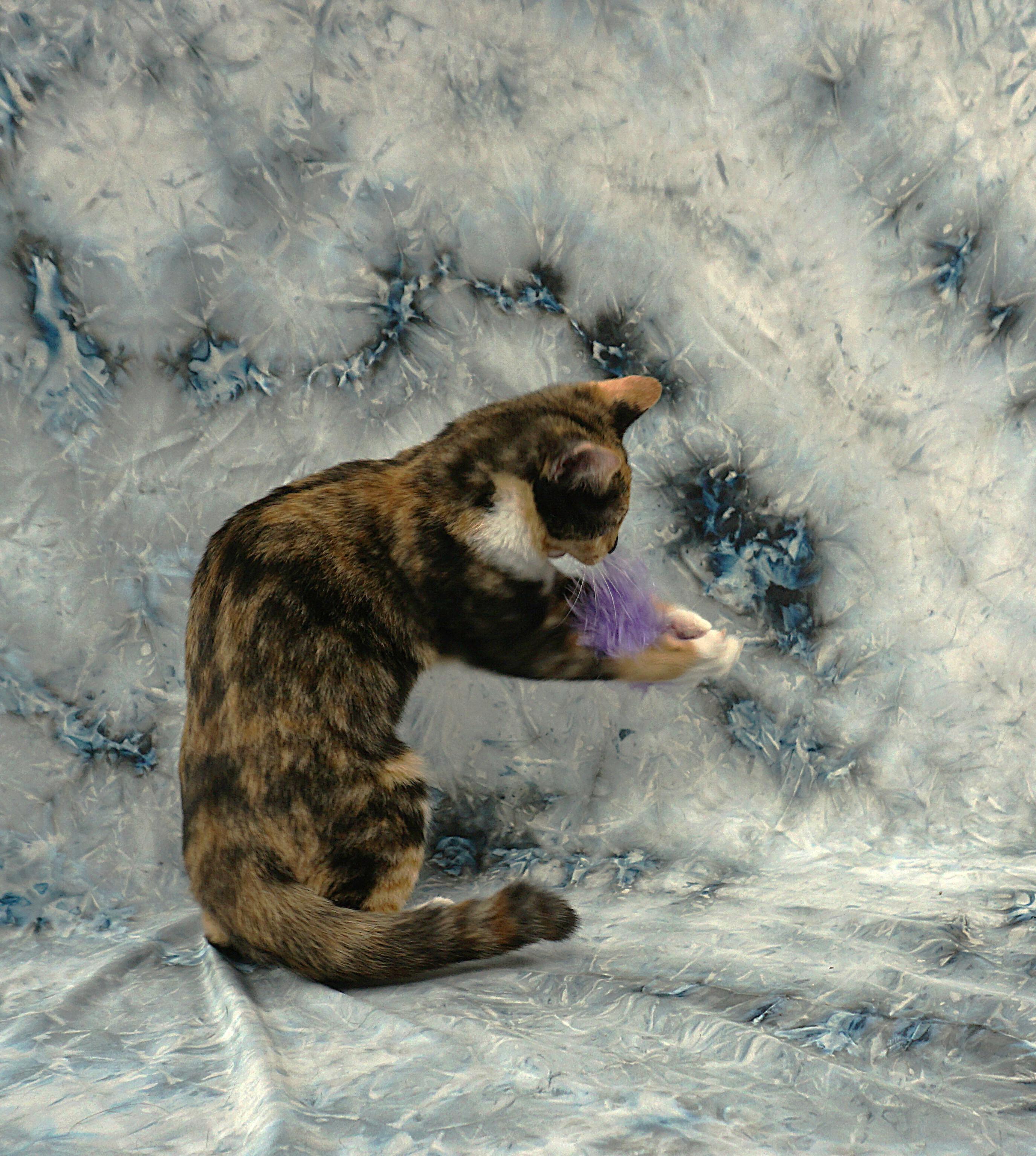 Enlarge ALYSSA - WAITING FOR YOU, a ADOPTABLE Domestic Short Hair in Plano, TX image 6/6