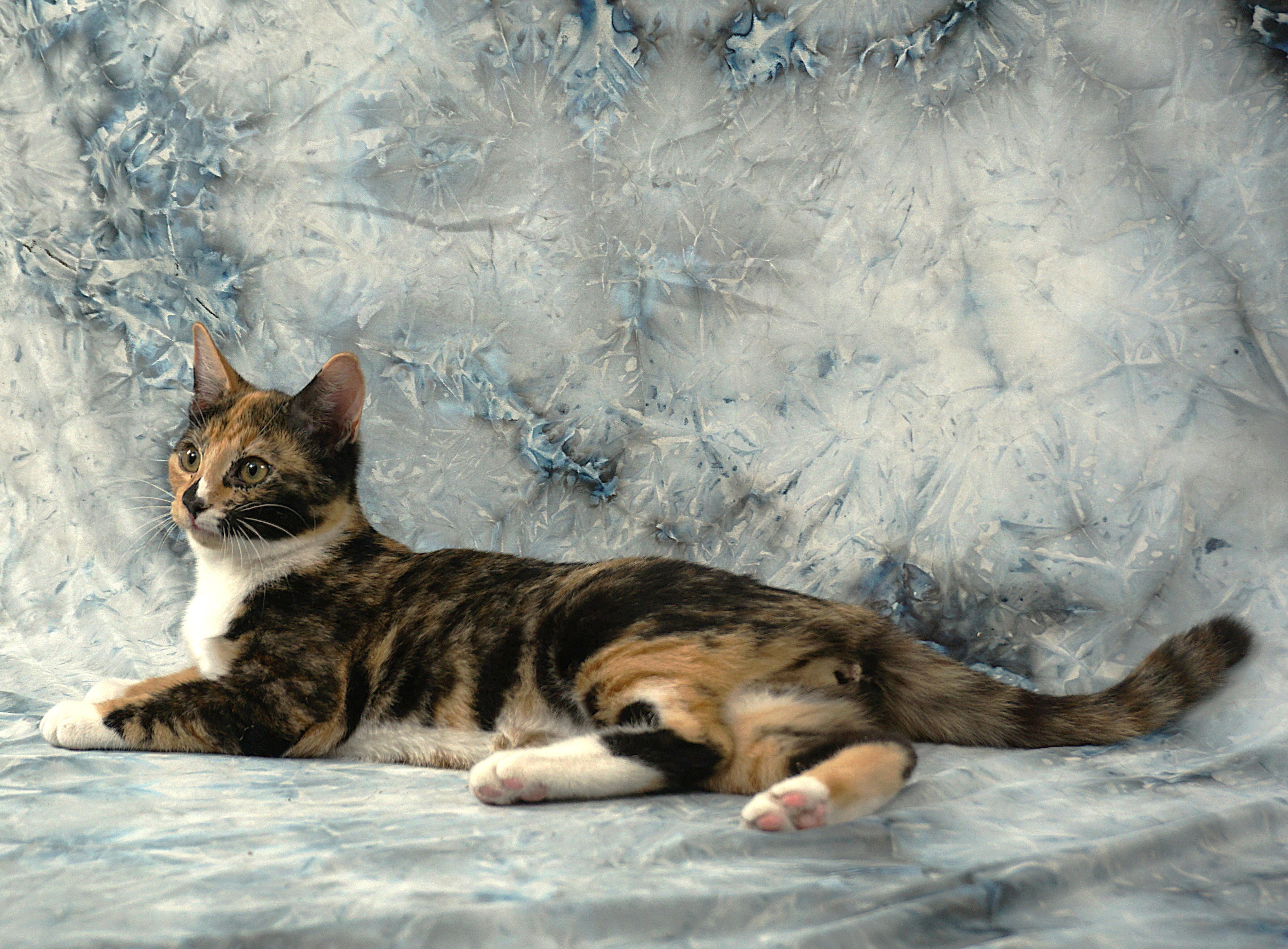 Enlarge ALYSSA - WAITING FOR YOU, a ADOPTABLE Domestic Short Hair in Plano, TX image 5/6