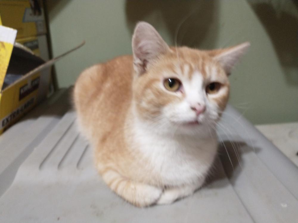 Creamsicle, Adoptable, Adult Male Domestic Short Hair.