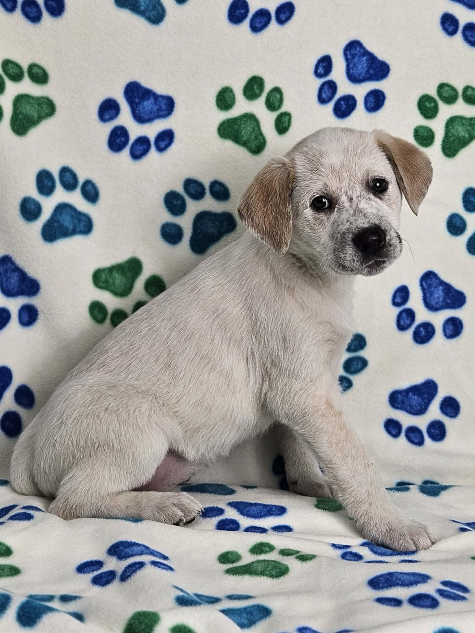 Rissa, adopted, Puppy Female Labrador Retriever & Great Pyrenees.