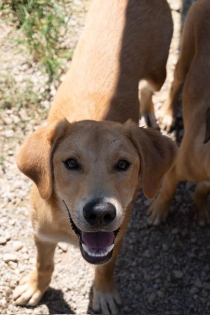 Fletcher, Adoptable, Young Male Retriever.