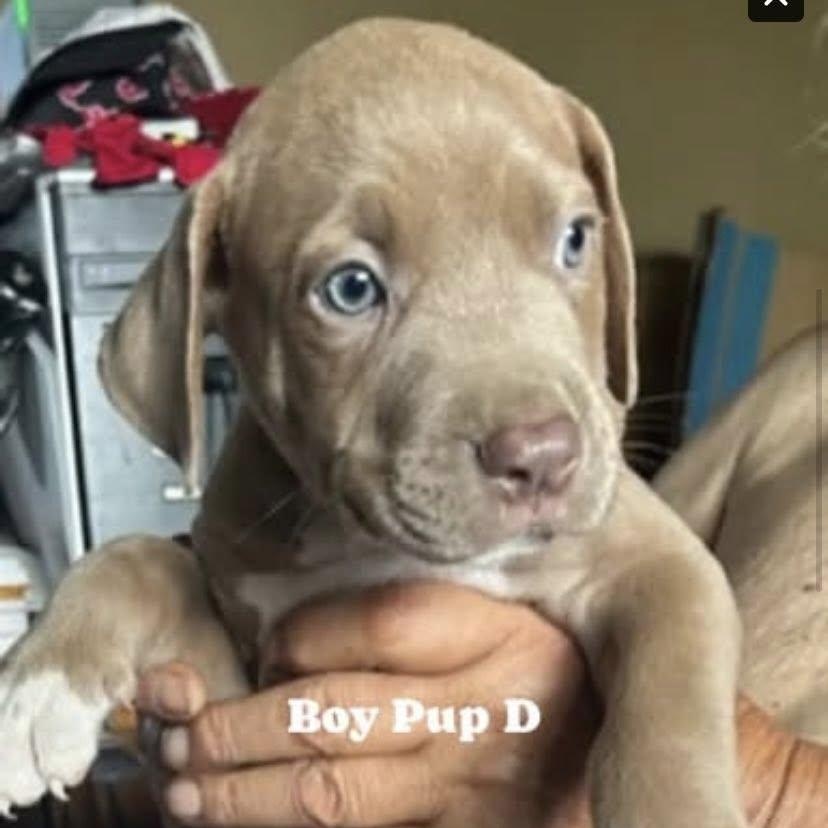 Puppy D