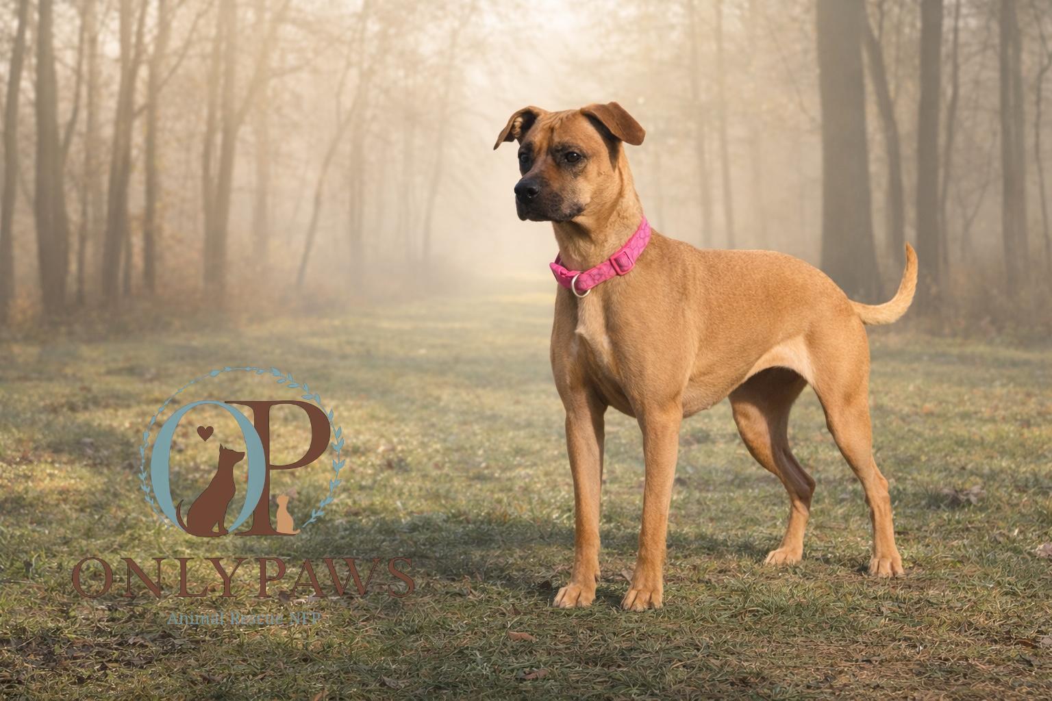 Enlarge Solara, a Adoptable mixed breed in Winthrop Harbor, IL image 2/2