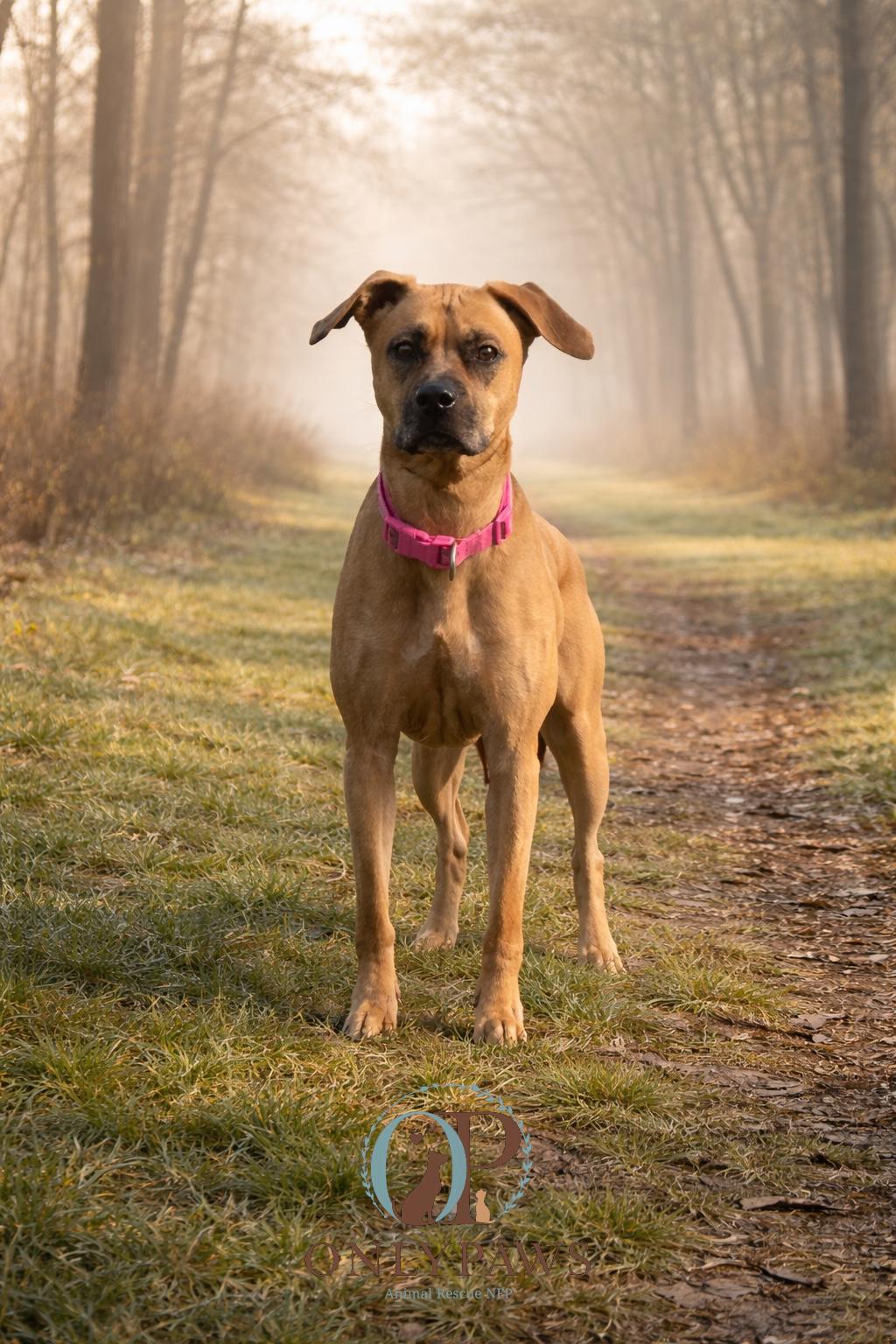 Enlarge Solara, a Adoptable mixed breed in Winthrop Harbor, IL image 1/2