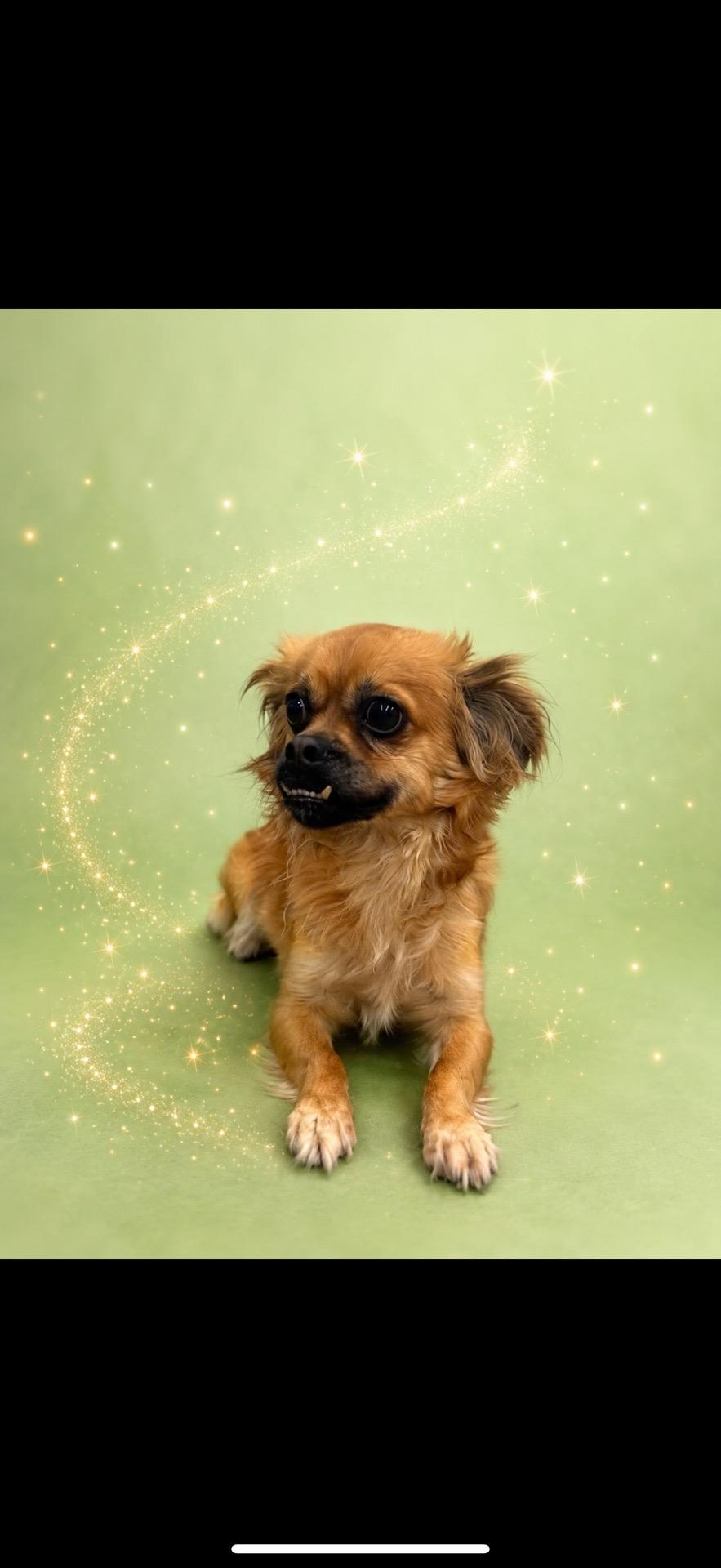 Tink, ADOPTABLE, Adult Female Chihuahua & Spaniel.