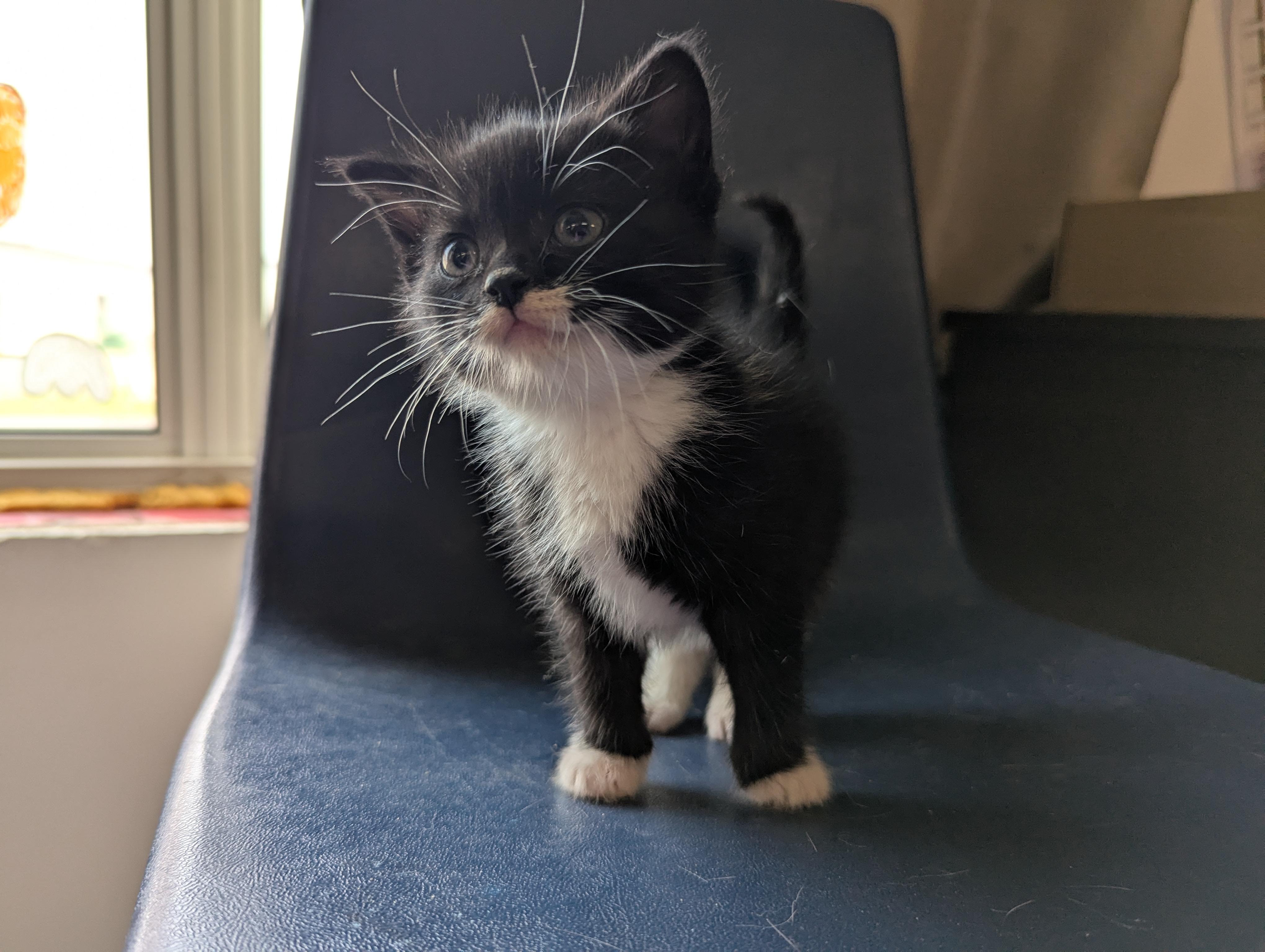 Layne, an adoptable Domestic Medium Hair in Morden, MB, R6M 1Y4 | Photo Image 1