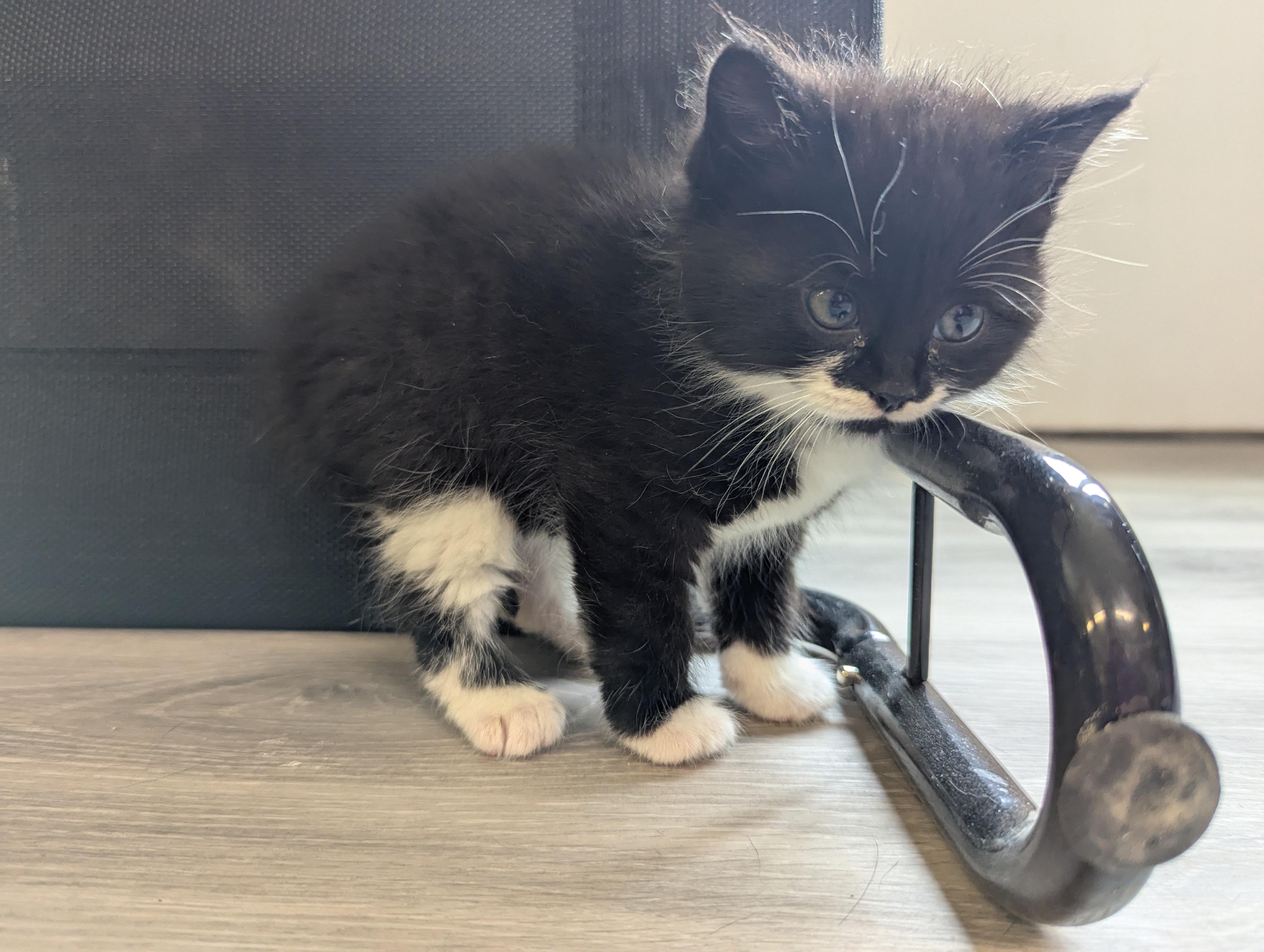 Layne, an adoptable Domestic Medium Hair in Morden, MB, R6M 1Y4 | Photo Image 2