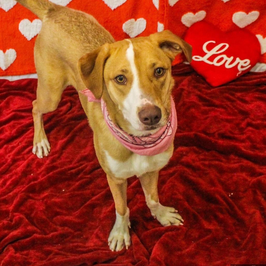 Maya, Adoptable, Young Female Mixed Breed.