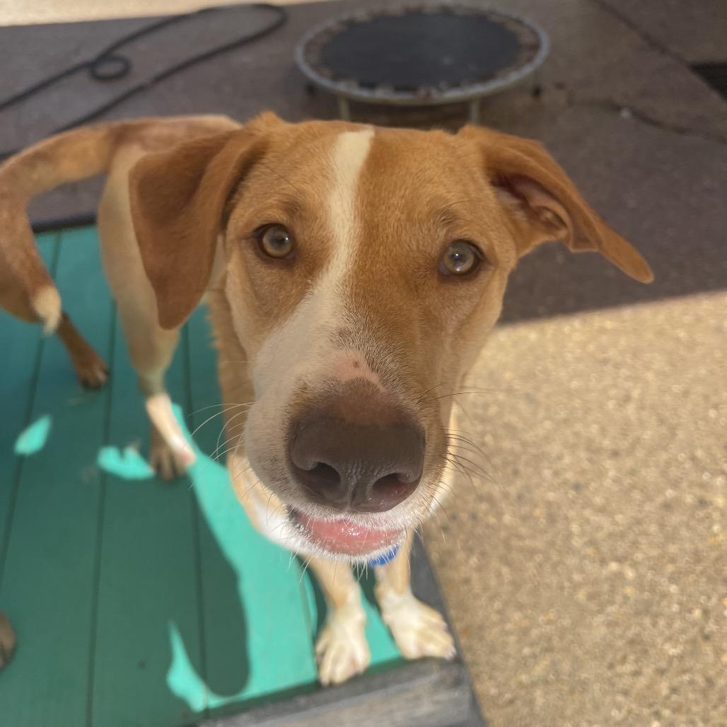 Maya, a Adoptable Mixed Breed in Charleston, WV image 2/5