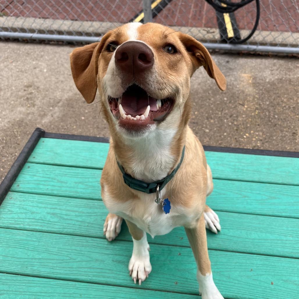 Maya, a Adoptable Mixed Breed in Charleston, WV image 3/5