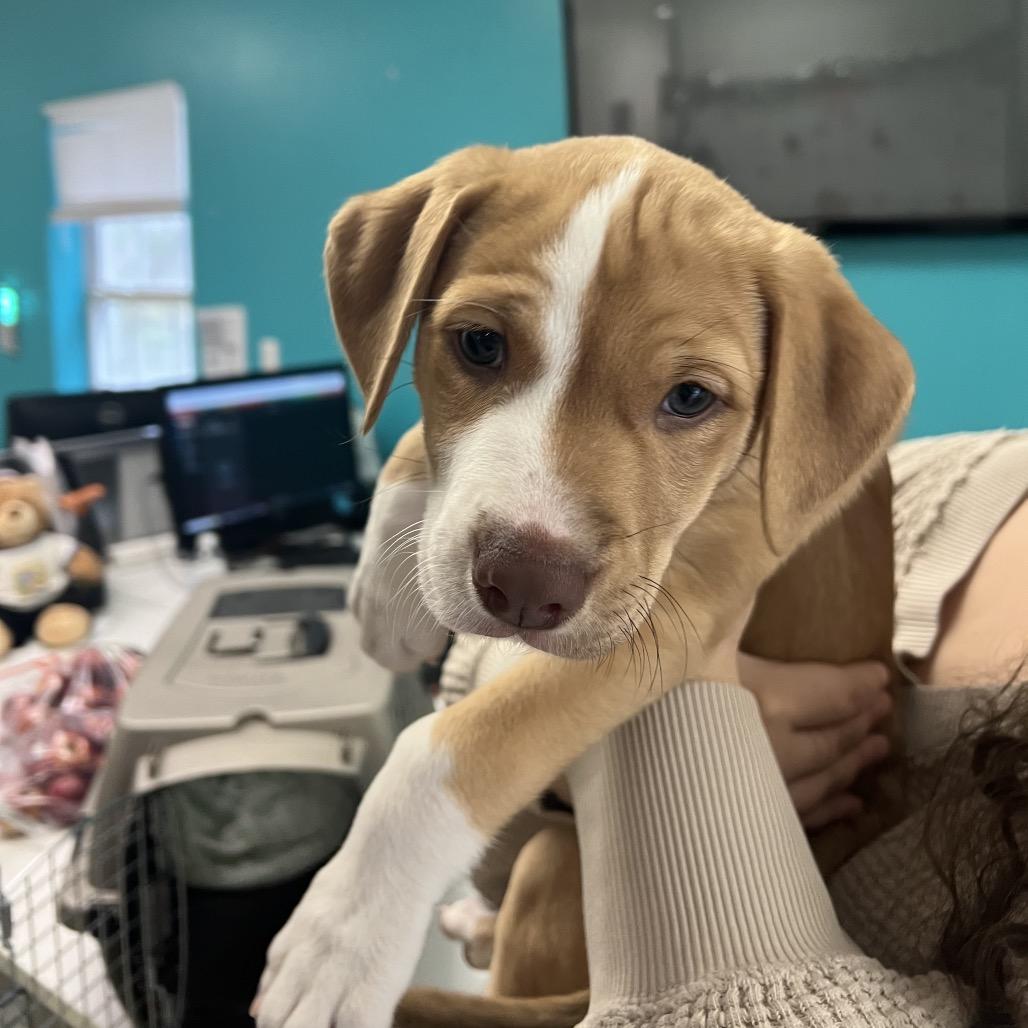 Maya, a Adoptable Mixed Breed in Charleston, WV image 4/5