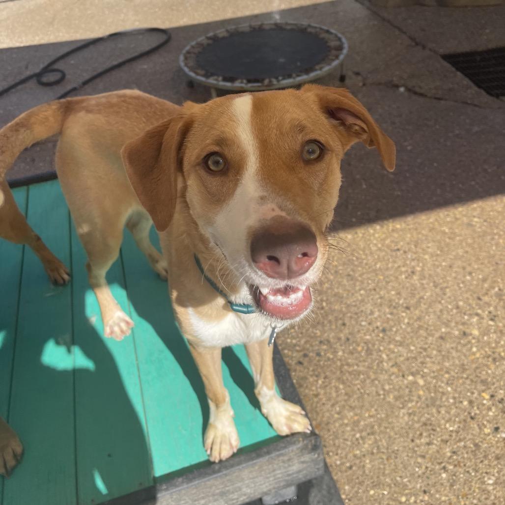 Maya, a Adoptable Mixed Breed in Charleston, WV image 5/5