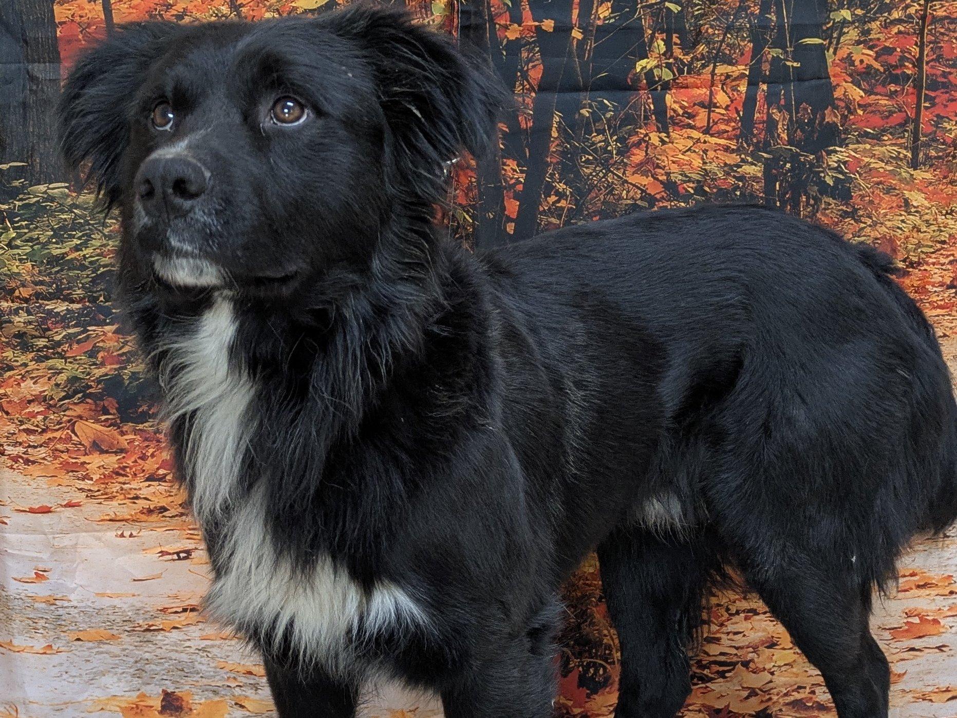 Enlarge Buddy, an adoptable mixed breed in Republic, WA image 2/6
