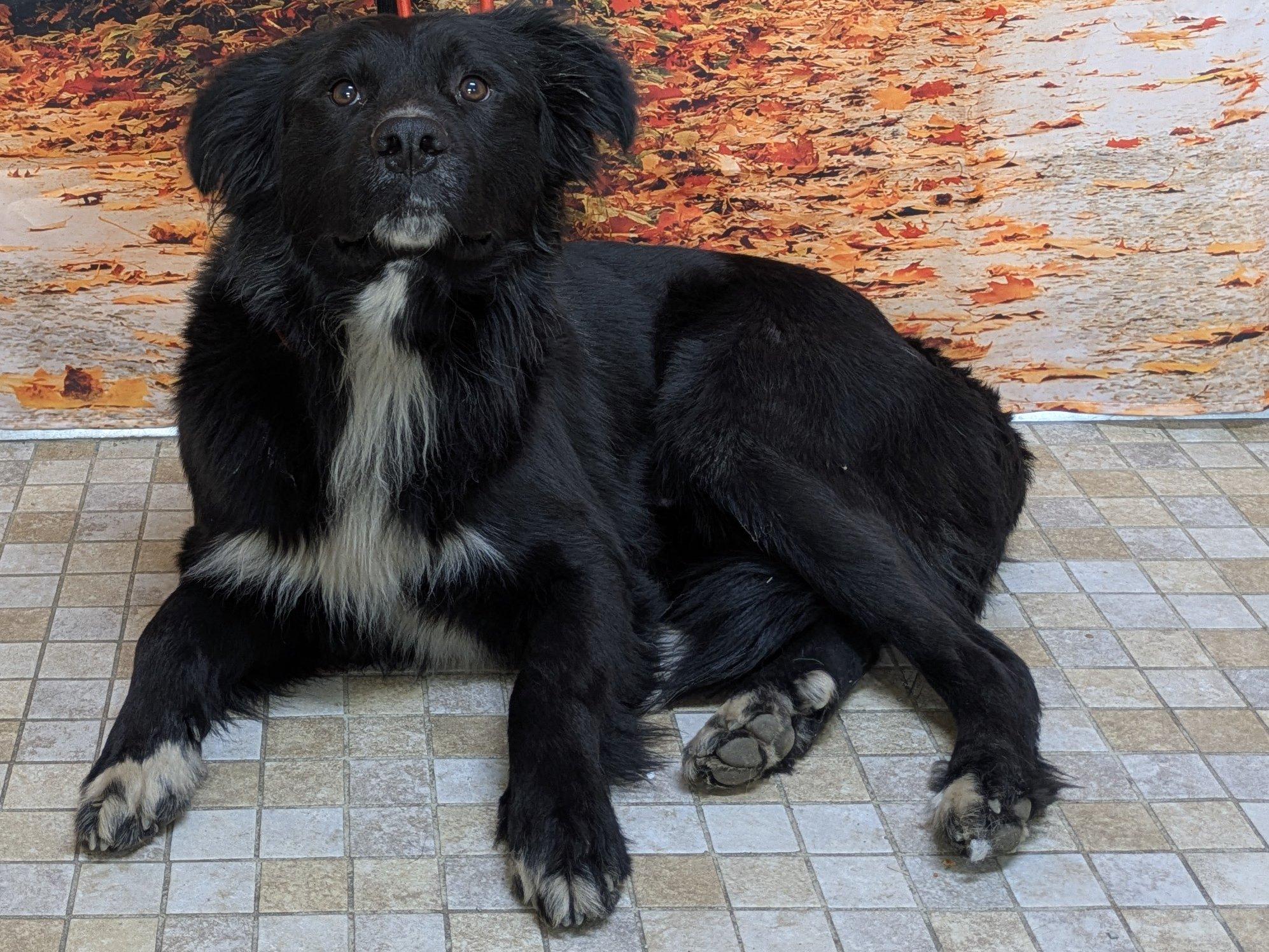 Enlarge Buddy, an adoptable mixed breed in Republic, WA image 5/6