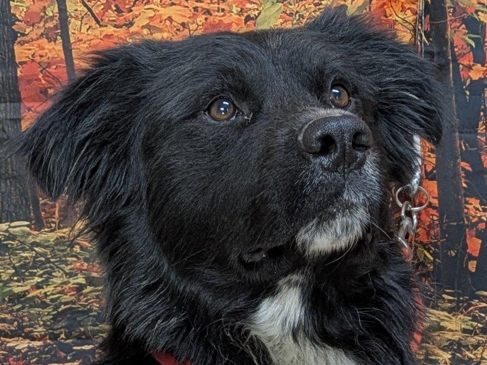 Enlarge Buddy, an adoptable mixed breed in Republic, WA image 3/6
