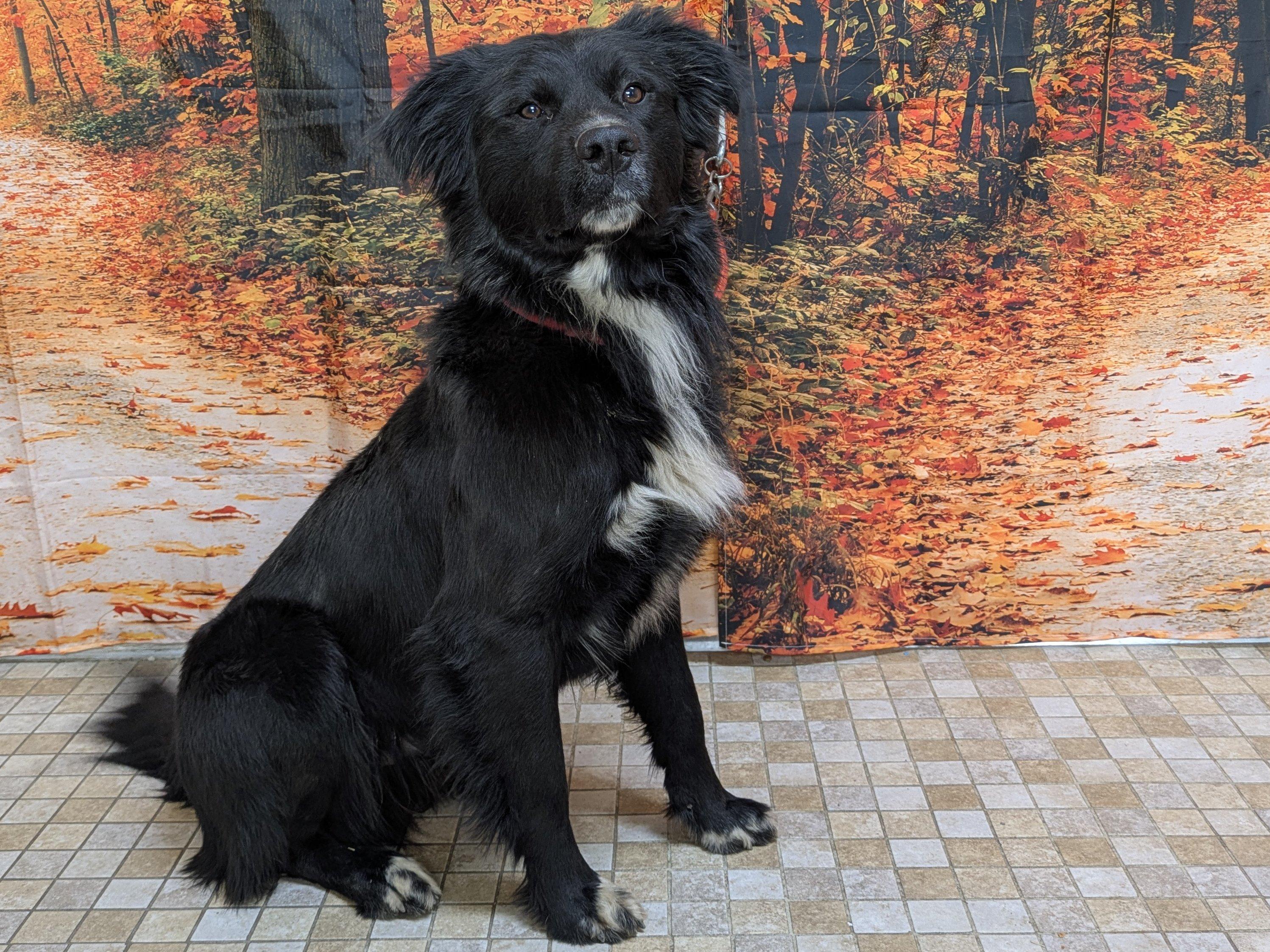 Buddy, adoptable, Adult Male Border Collie & Mixed Breed.