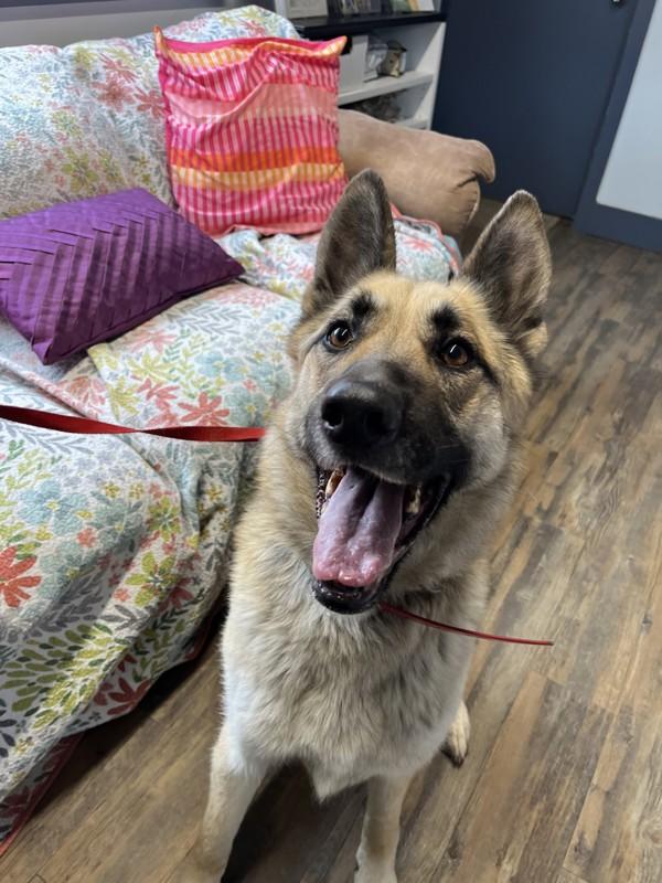 Coco, Adoptable, Senior Female German Shepherd Dog.