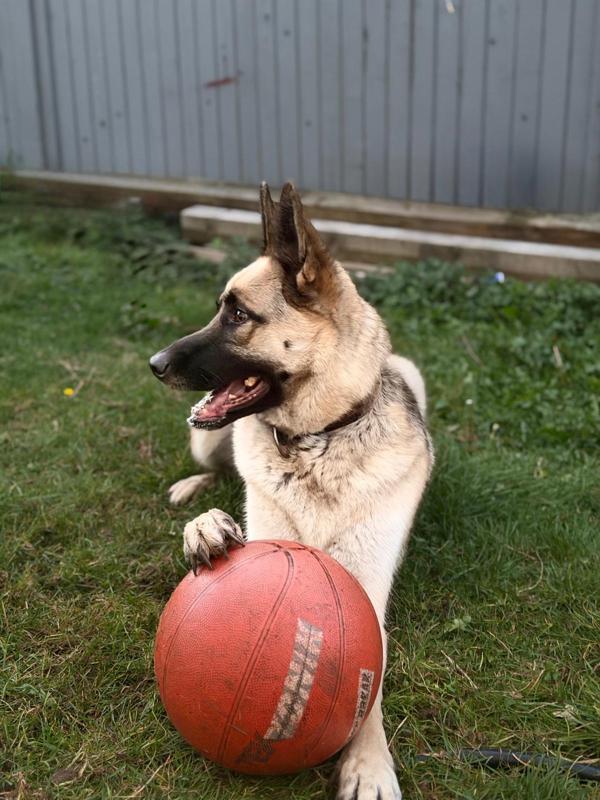 Enlarge Coco, a Adoptable mixed breed in Salmon Arm, BC image 2/3