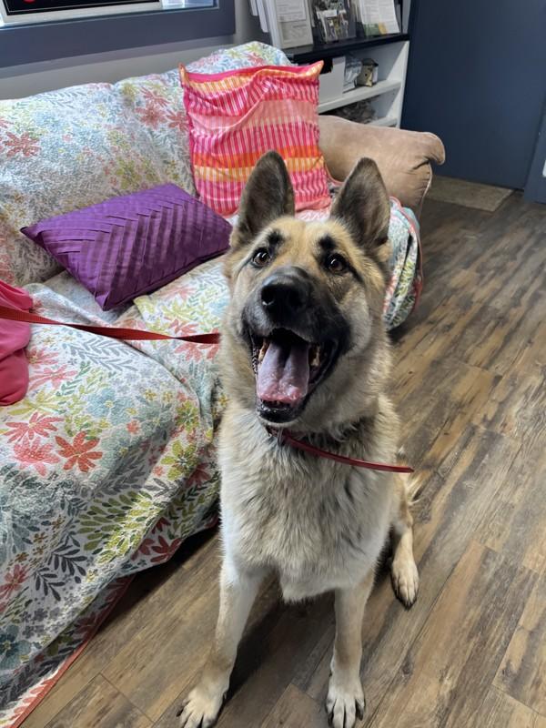 Enlarge Coco, a Adoptable mixed breed in Salmon Arm, BC image 3/3