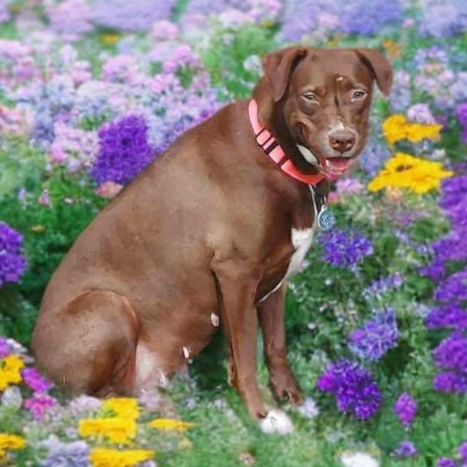 Enlarge Winter, a Adoptable mixed breed in Springfield, MO image 1/6