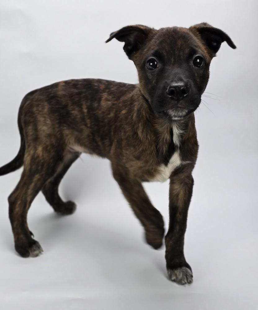 Scorpion, Adoptable, Puppy Male Australian Shepherd.