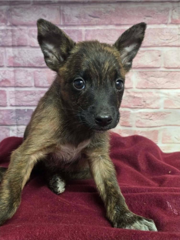 Scorpion, a Adoptable mixed breed in Sedalia, CO image 2/4