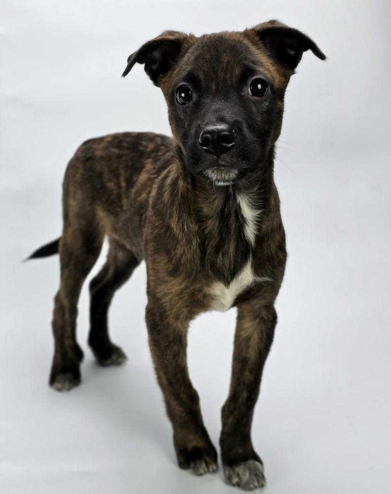 Scorpion, a Adoptable mixed breed in Sedalia, CO image 3/4
