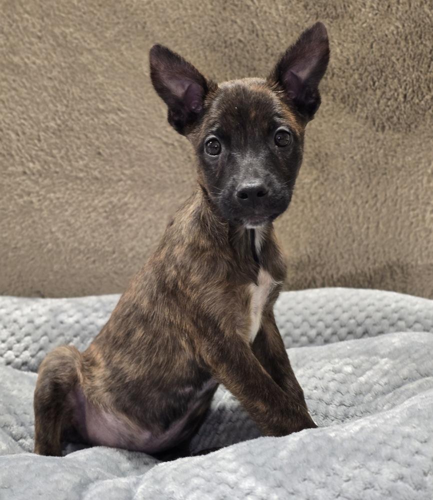Scorpion, a Adoptable mixed breed in Sedalia, CO image 4/4