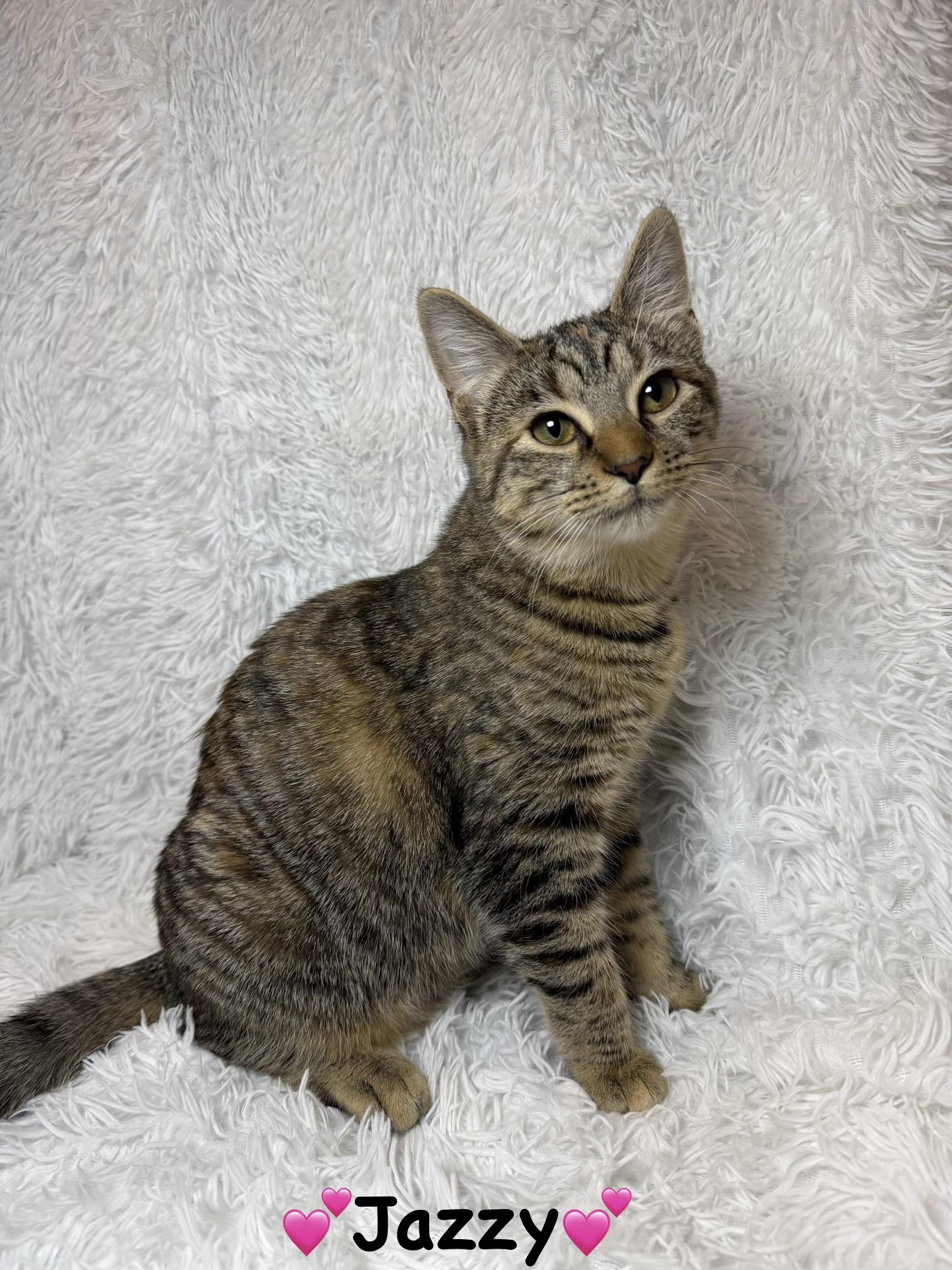Jazzy, ADOPTABLE, Kitten Female Torbie.