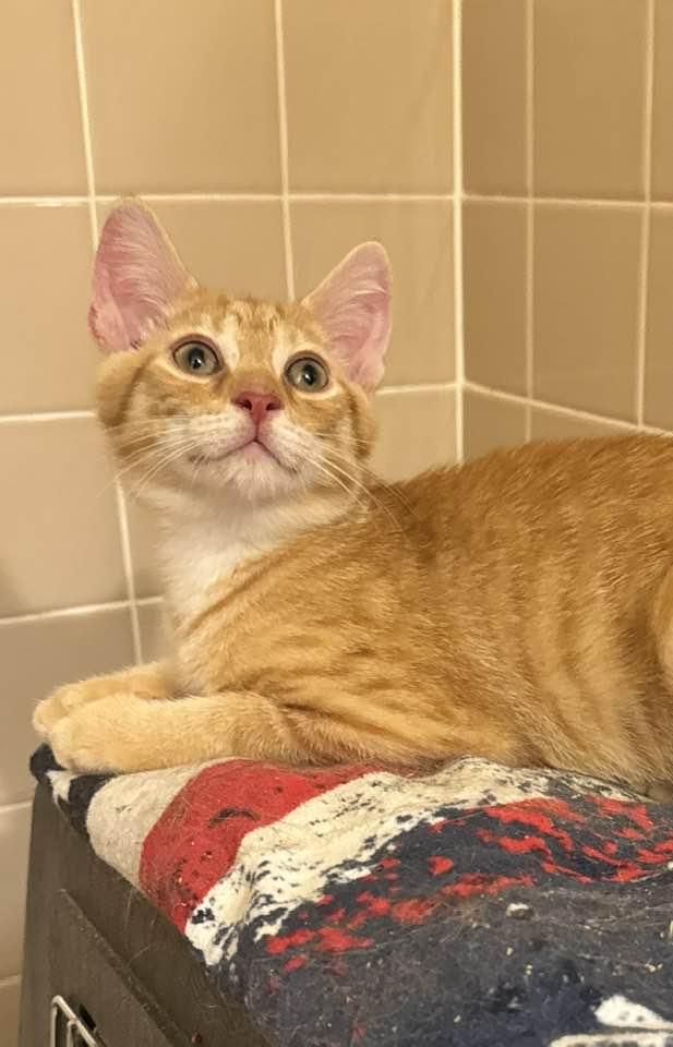 Legend, a Adopted Domestic Short Hair in Columbia, SC image 3/5