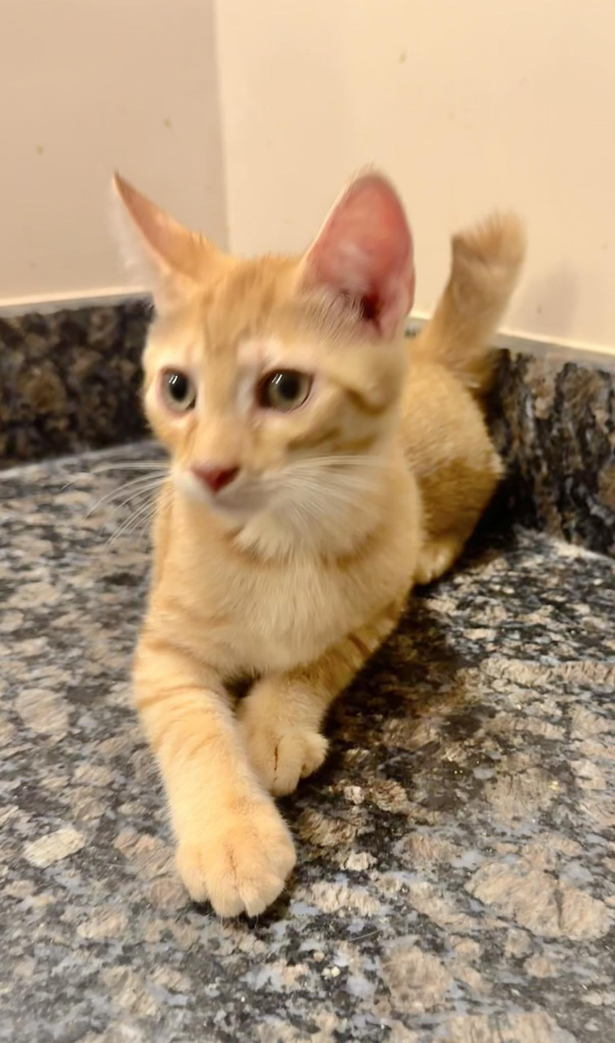 Legend, a Adopted Domestic Short Hair in Columbia, SC image 2/5