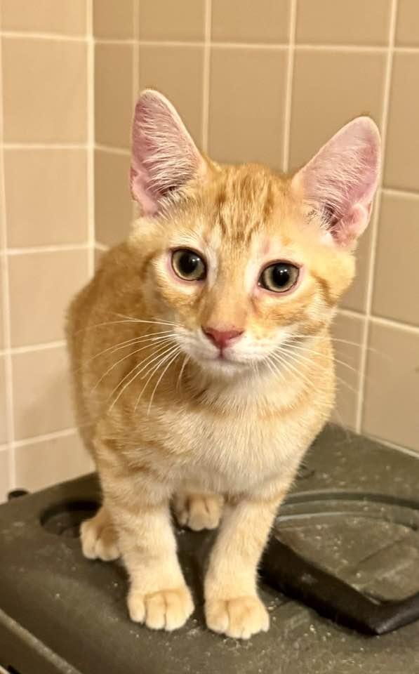 Legend, a Adopted Domestic Short Hair in Columbia, SC image 1/5