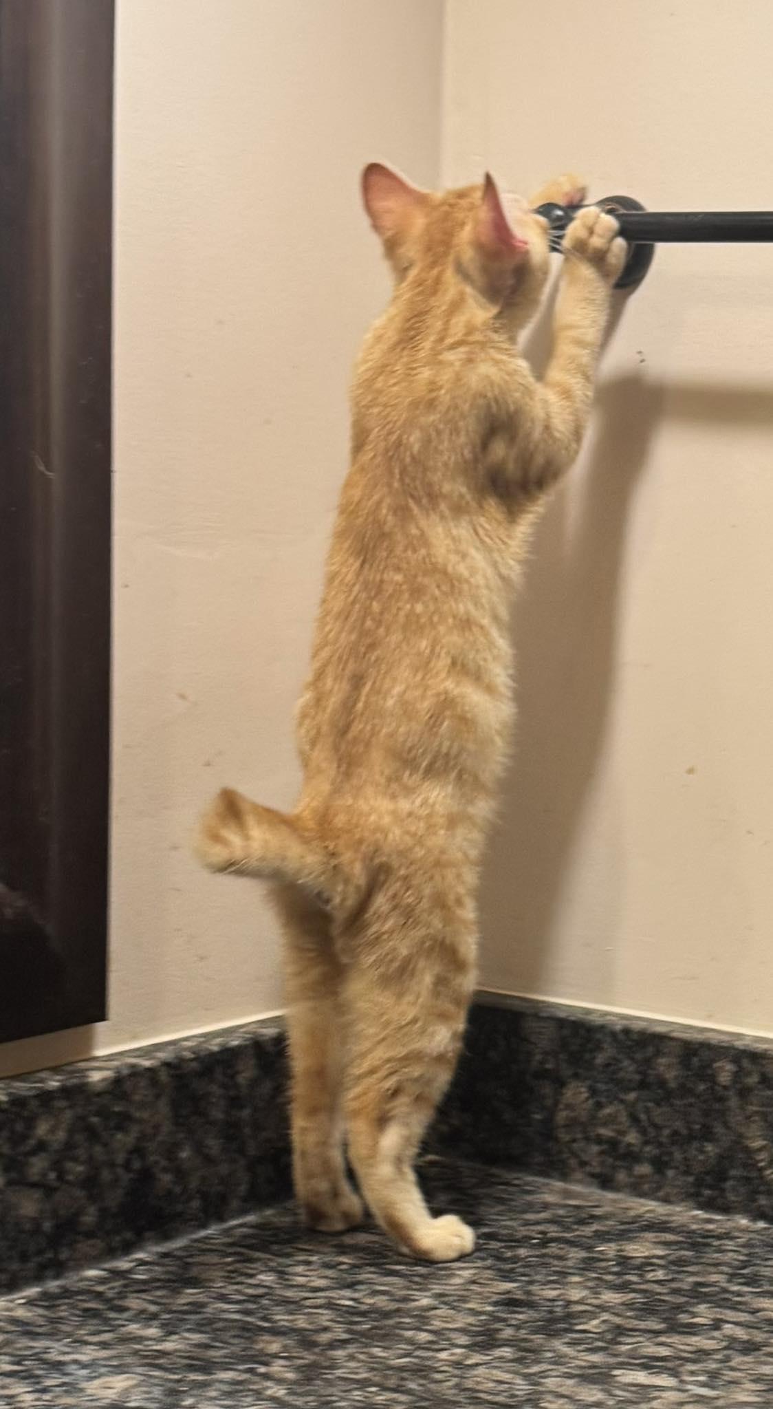 Legend, a Adopted Domestic Short Hair in Columbia, SC image 4/5