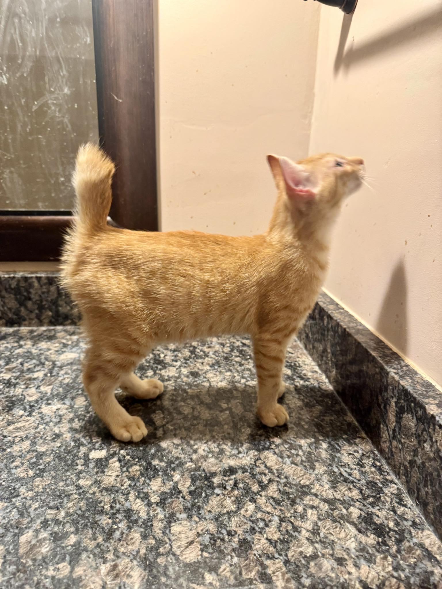 Legend, a Adopted Domestic Short Hair in Columbia, SC image 5/5