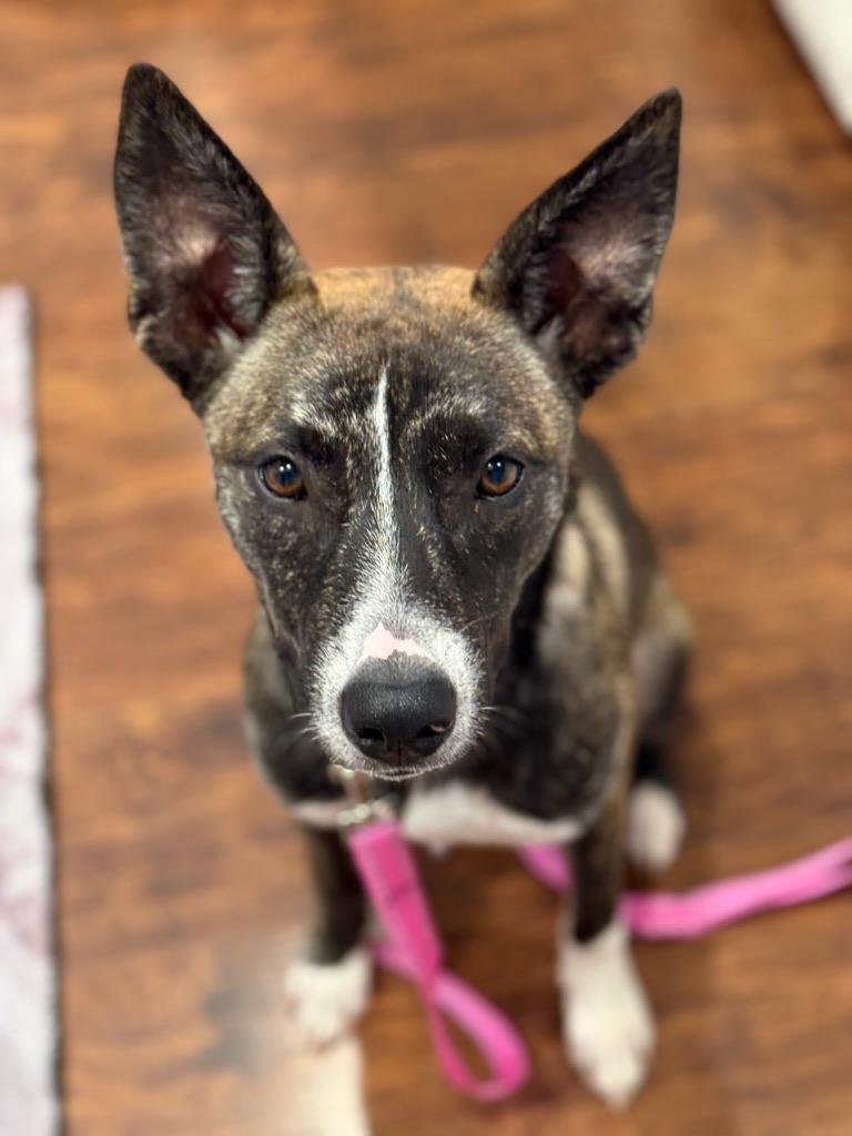 Enlarge Pepper, a ADOPTABLE mixed breed in Atascadero , CA image 1/4