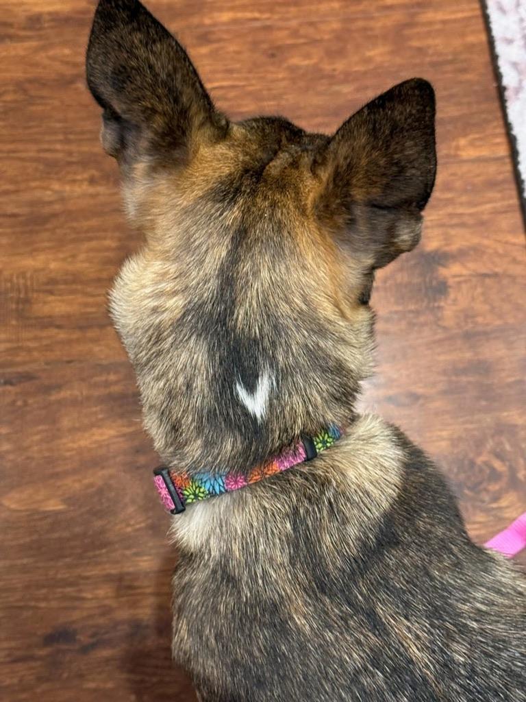 Enlarge Pepper, a ADOPTABLE mixed breed in Atascadero , CA image 2/4