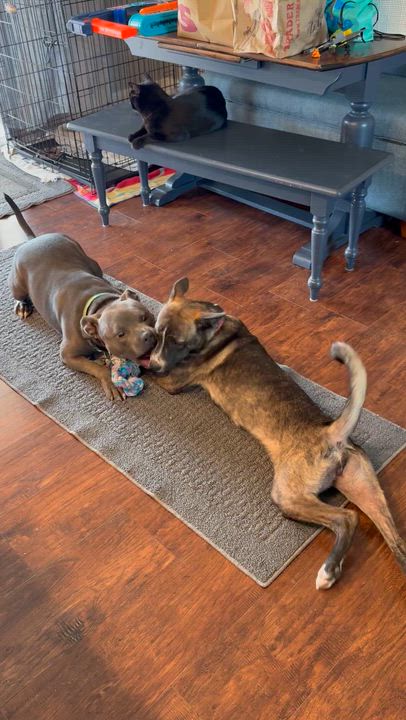 Enlarge Pepper, a ADOPTABLE mixed breed in Atascadero , CA video 3/4