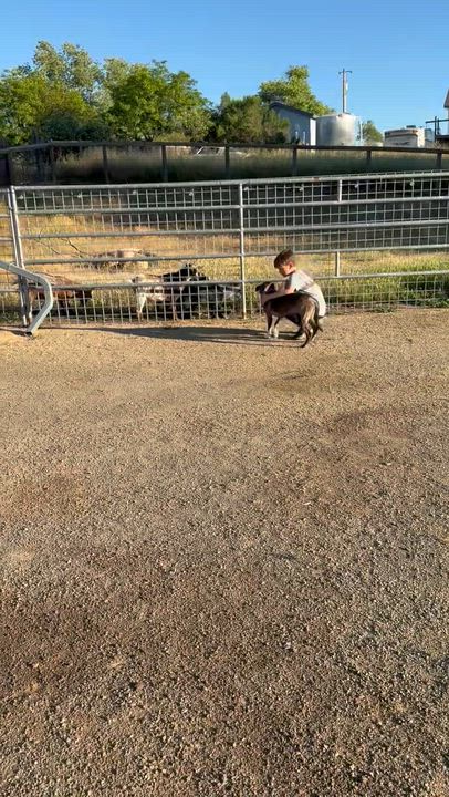 Enlarge Pepper, a ADOPTABLE mixed breed in Atascadero , CA video 4/4