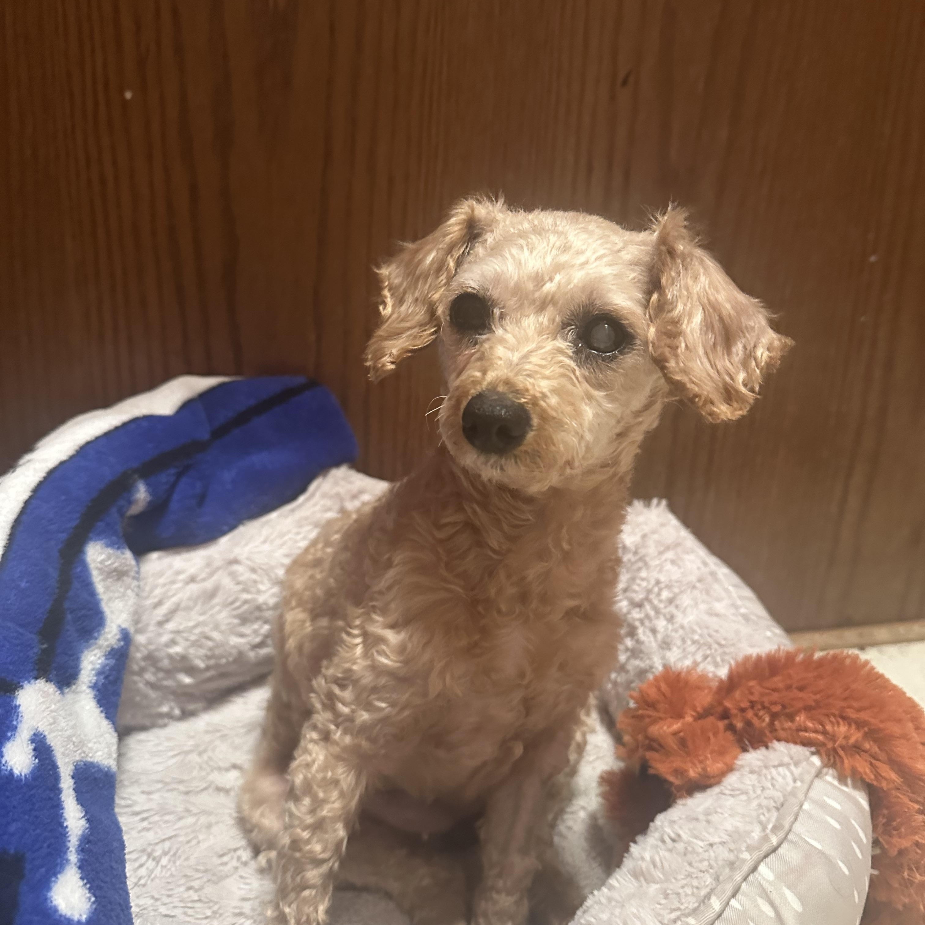 Enlarge Margo, a ADOPTABLE mixed breed in Minneapolis, MN image 2/6