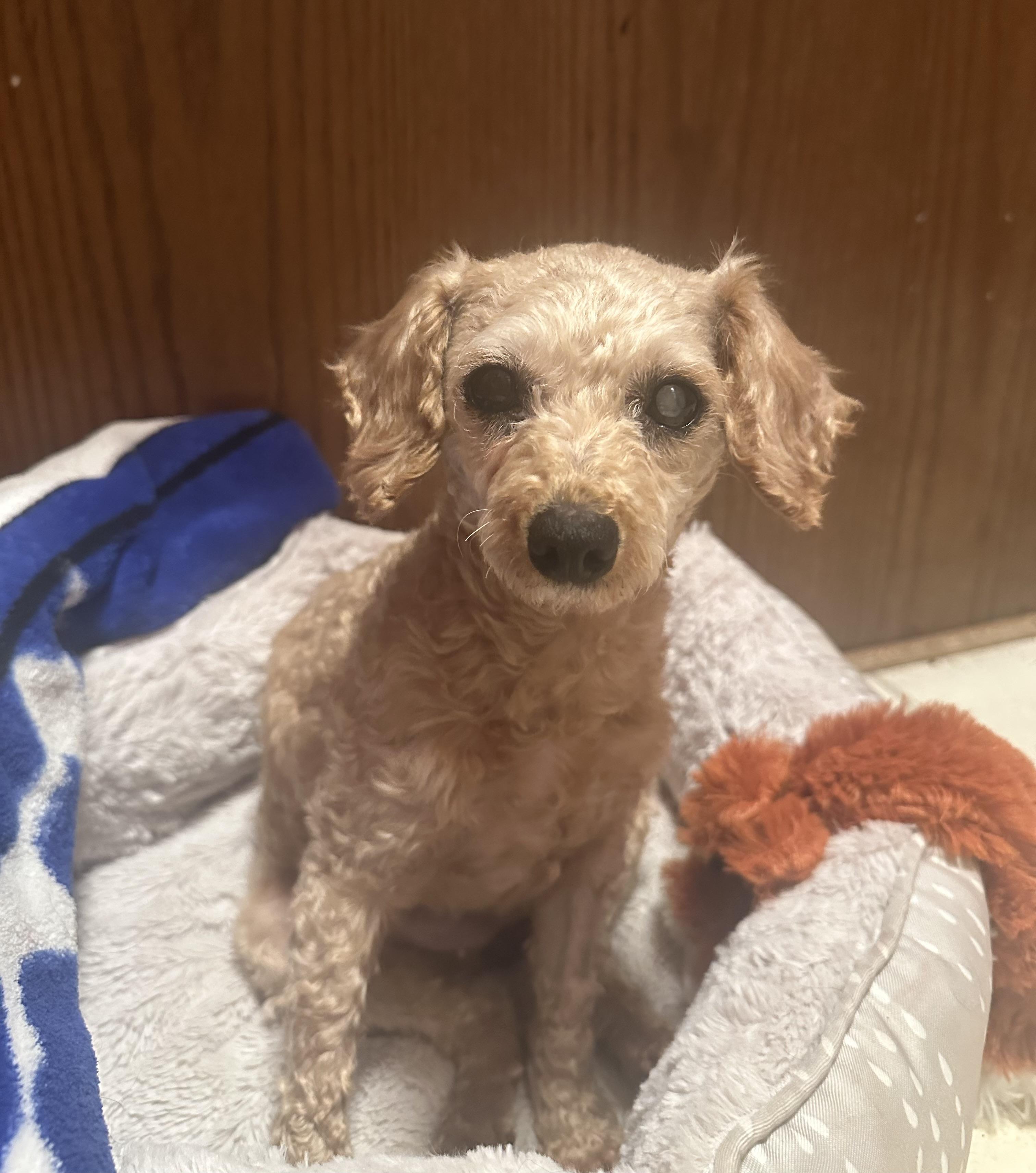 Margo, ADOPTABLE, Adult Female Poodle.
