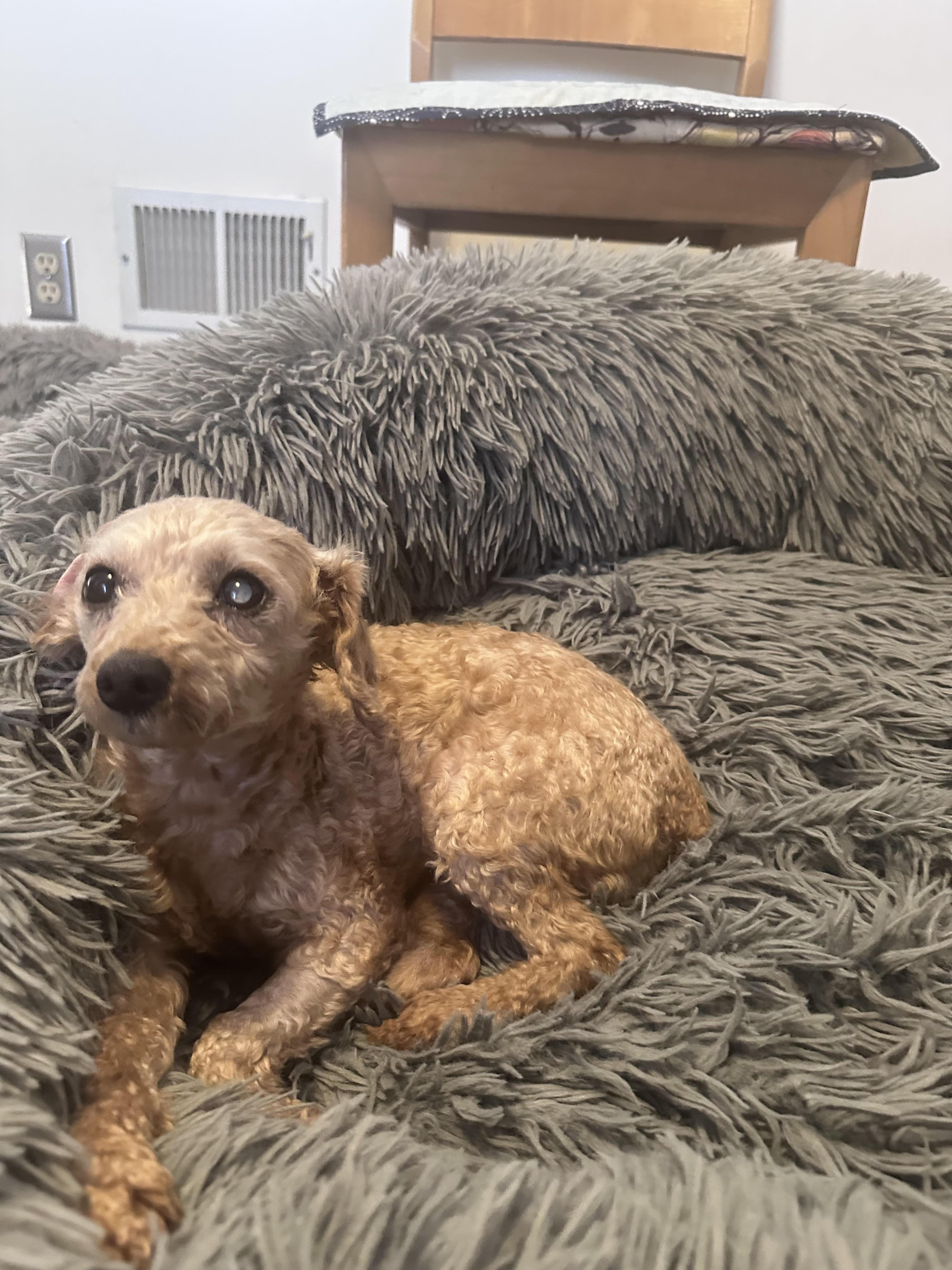 Enlarge Margo, a ADOPTABLE mixed breed in Minneapolis, MN image 6/6