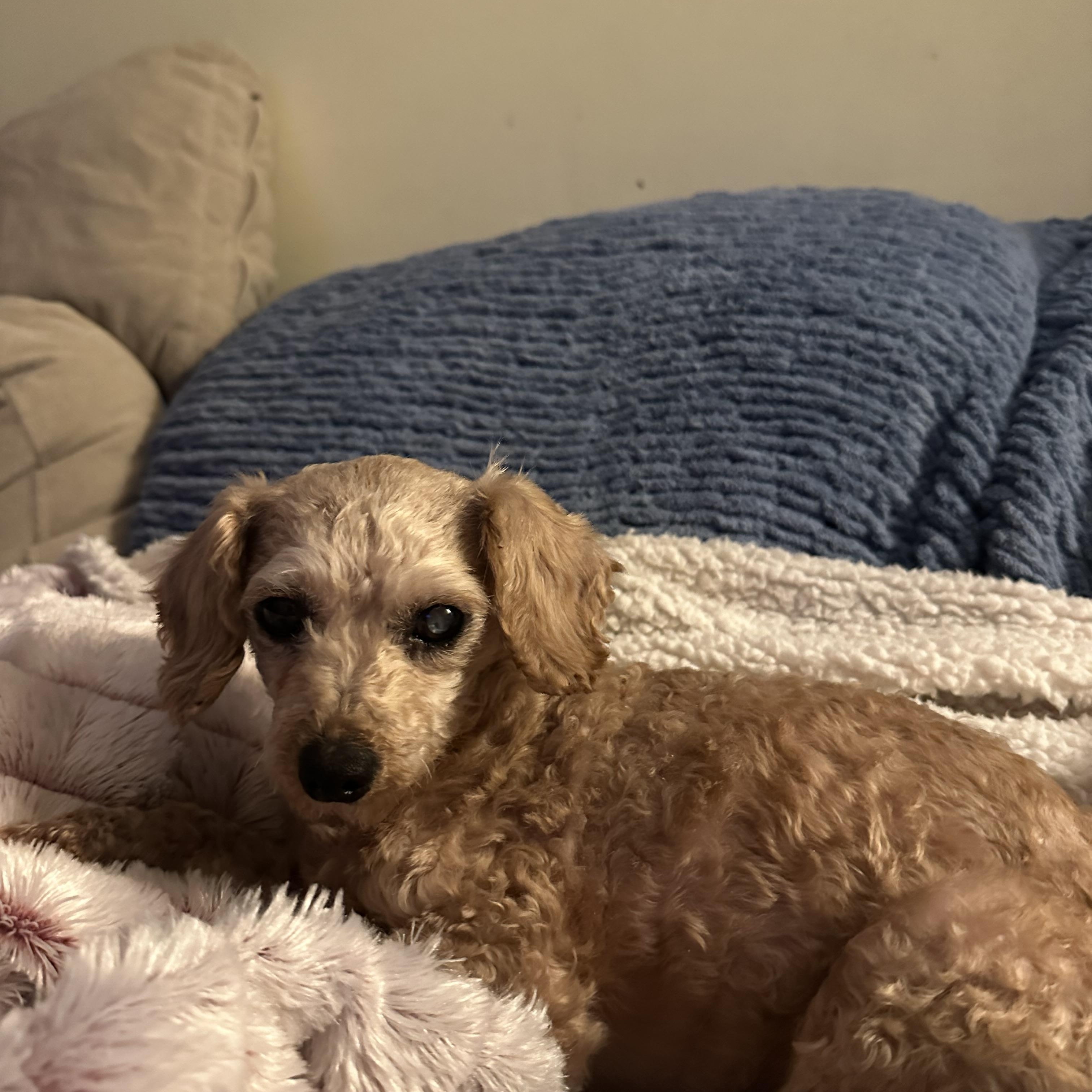 Enlarge Margo, a ADOPTABLE mixed breed in Minneapolis, MN image 4/6