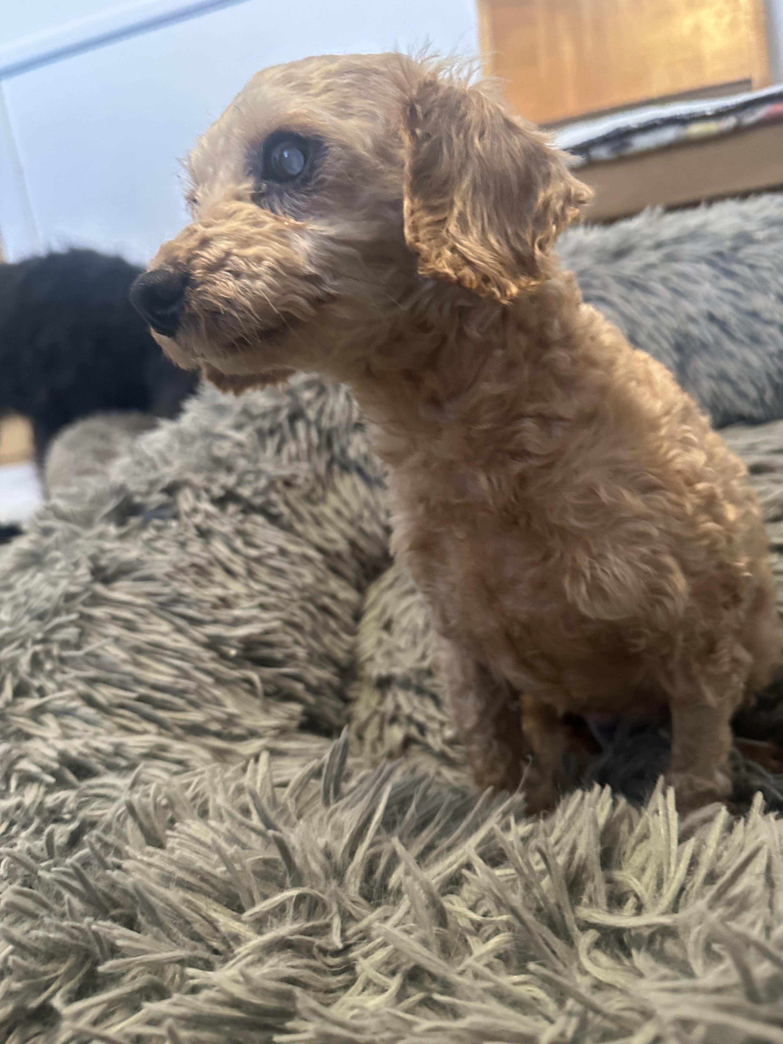 Enlarge Margo, a ADOPTABLE mixed breed in Minneapolis, MN image 5/6