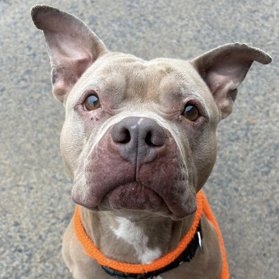 Cashew, a Adoptable Terrier in North Syracuse, NY image 2/3