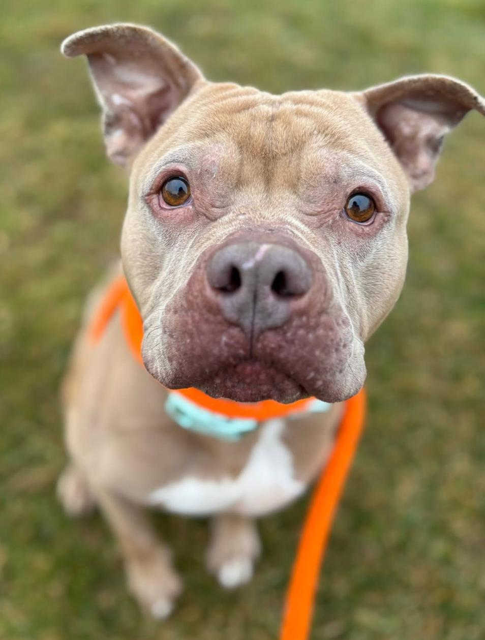 Cashew, a Adoptable Terrier in North Syracuse, NY image 3/3