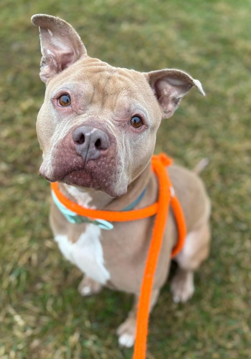 Cashew, Adoptable, Adult Male Terrier.