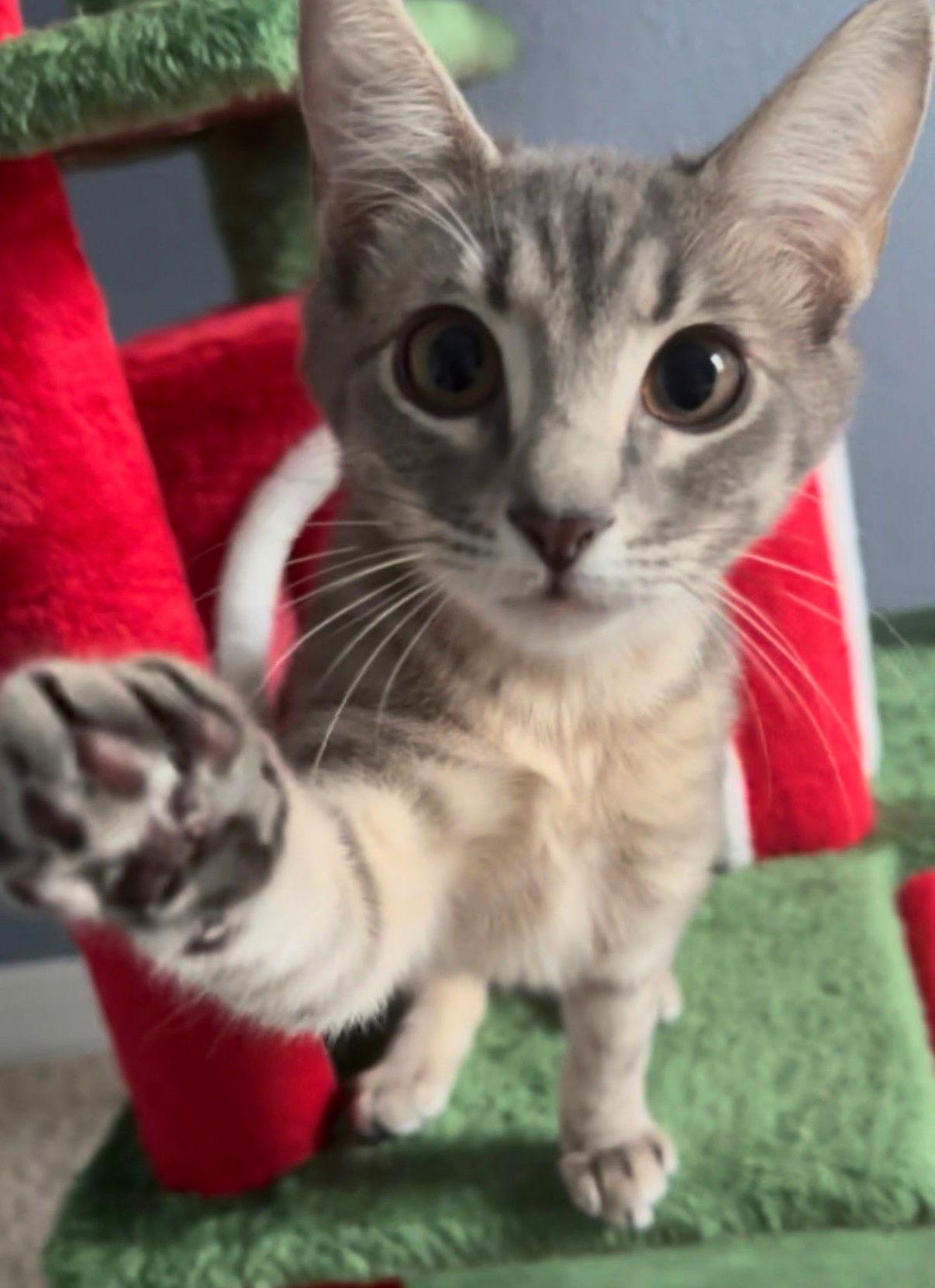 Aria — thumbnail 2