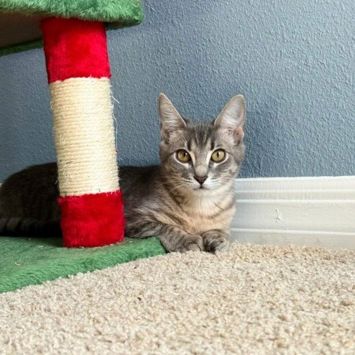 Aria — thumbnail 3