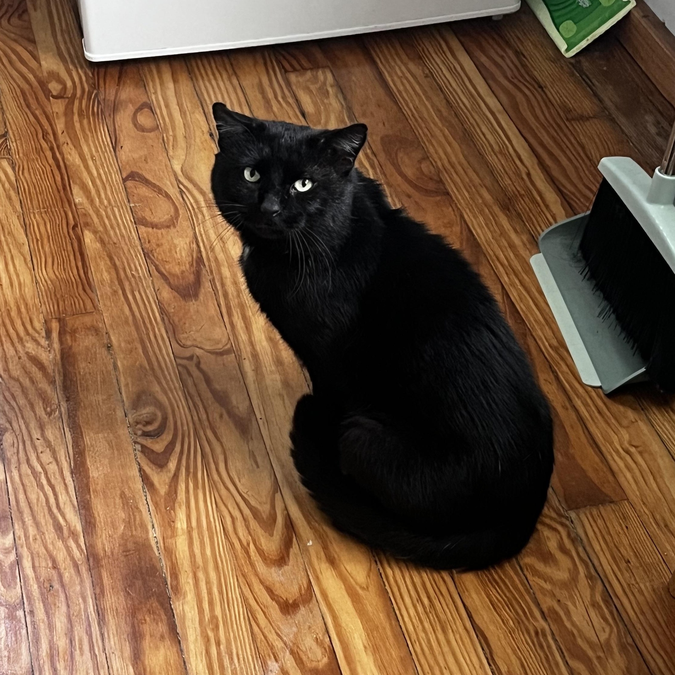 Enlarge Carlton, a Adoptable Domestic Short Hair in Buffalo, NY image 3/3